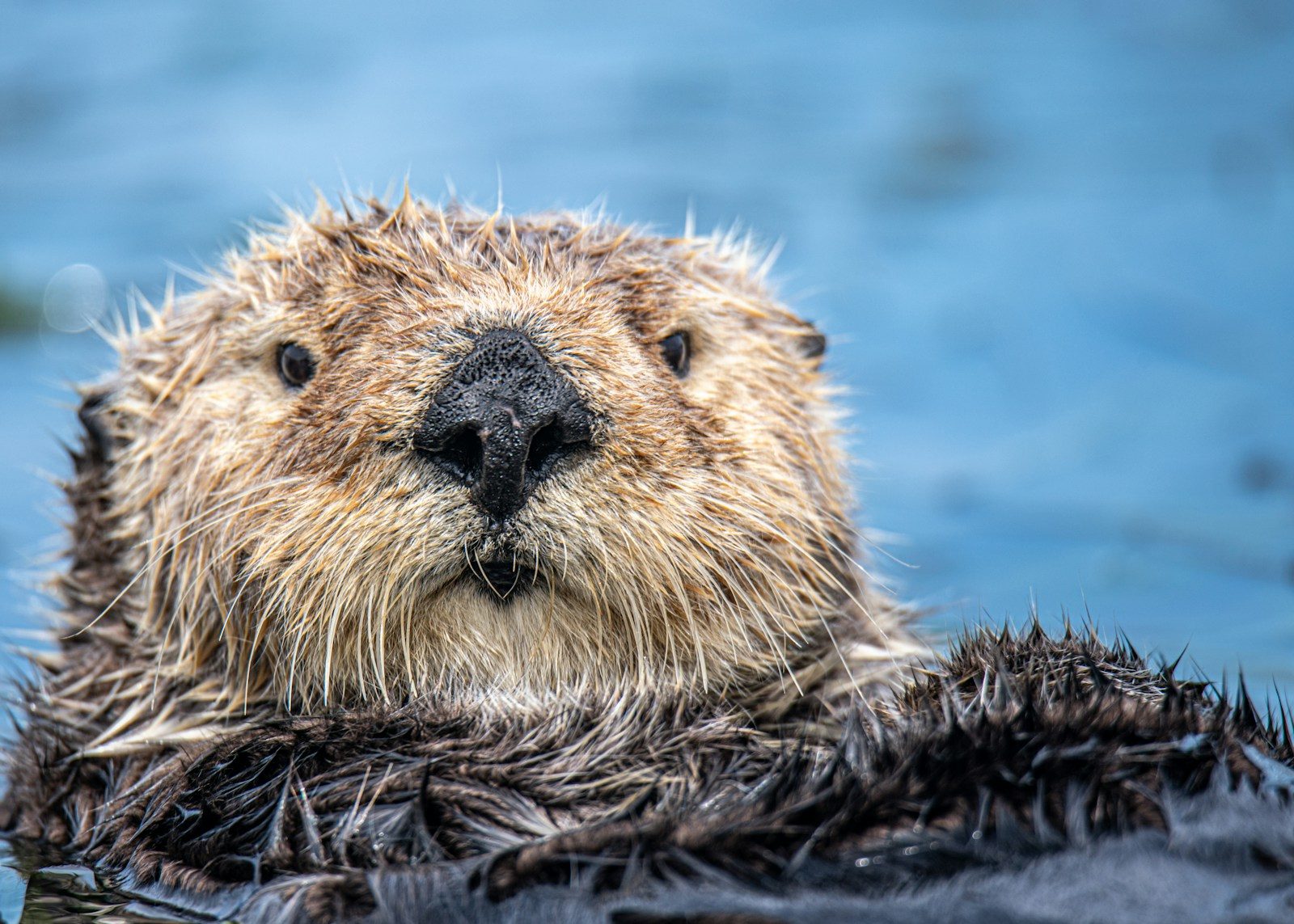 California Officials Suspect Humans Reintroduced Invasive Nutria After New Study