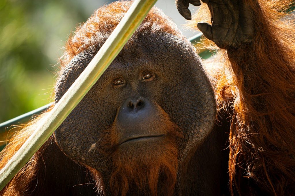 An orangutan looks directly, holding food, with a green stalk.