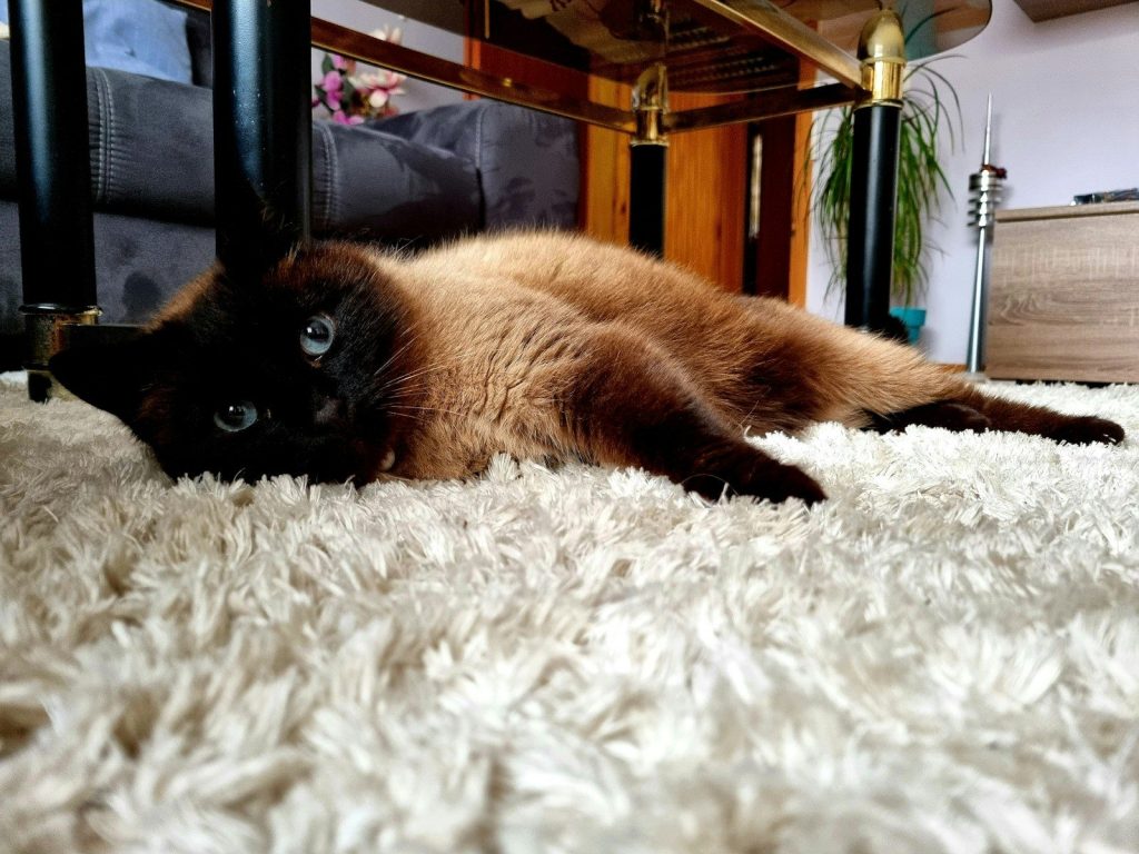 a brown cat laying on a white carpet