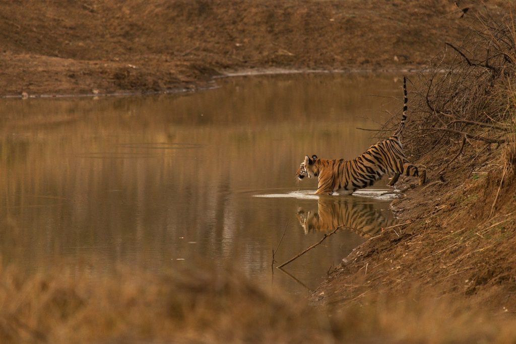 Wild tiger in a brown pond with reflection.