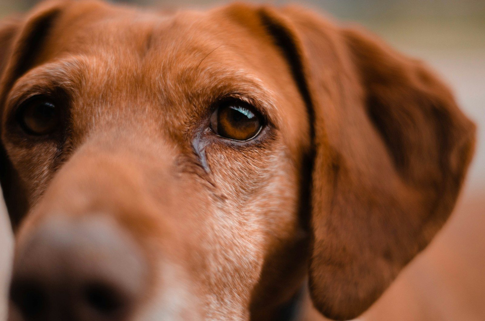 Science Says Dogs May Shed “Happy Tears” When Reunited With Their Owners
