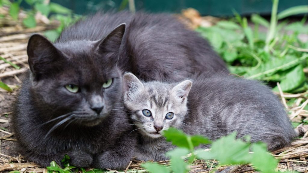 A mother cat with her kitten lying together