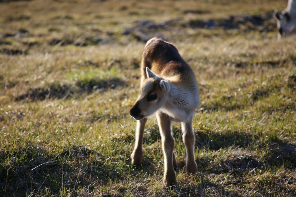 brown and white short coated animal on green grass field during daytime