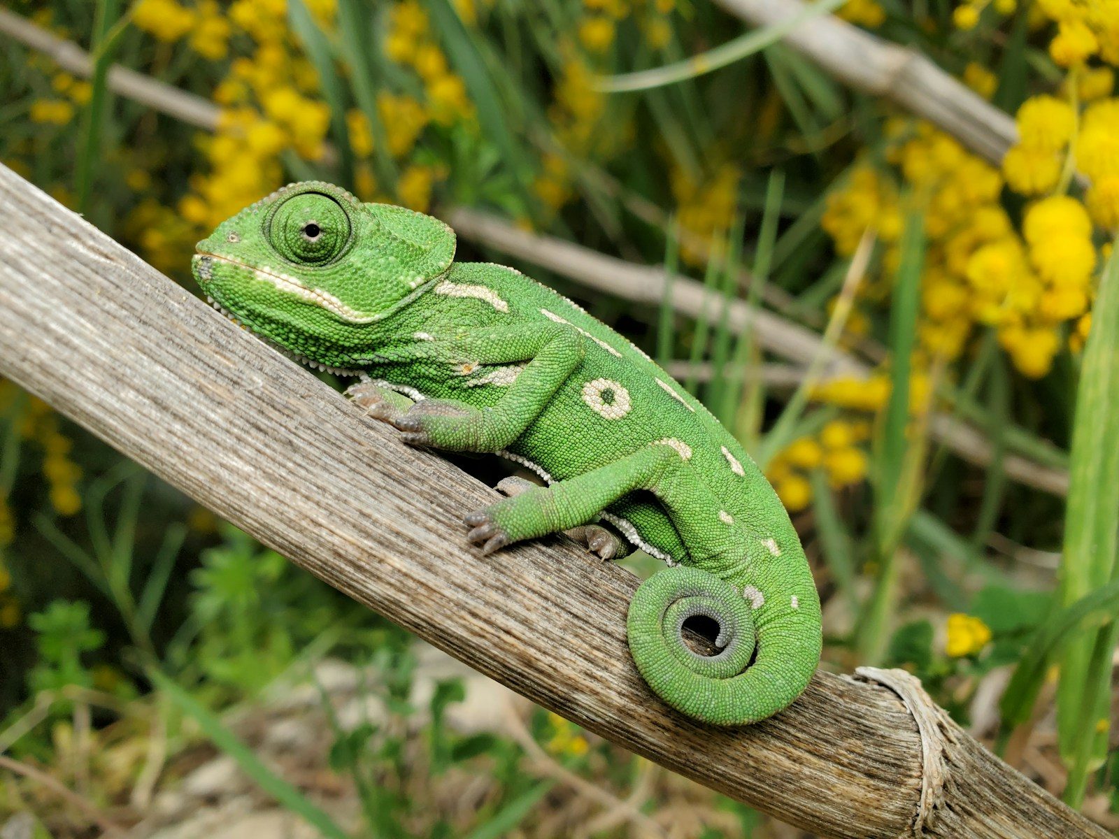 Born to Die Young: The Shortest Lifespans in the Animal World