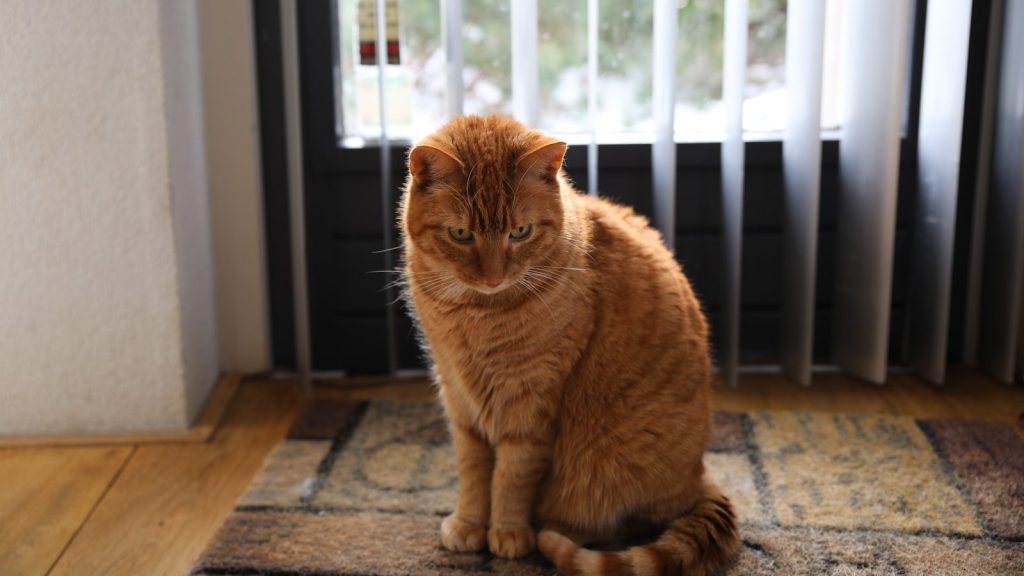 a cat sitting on a rug in front of a window