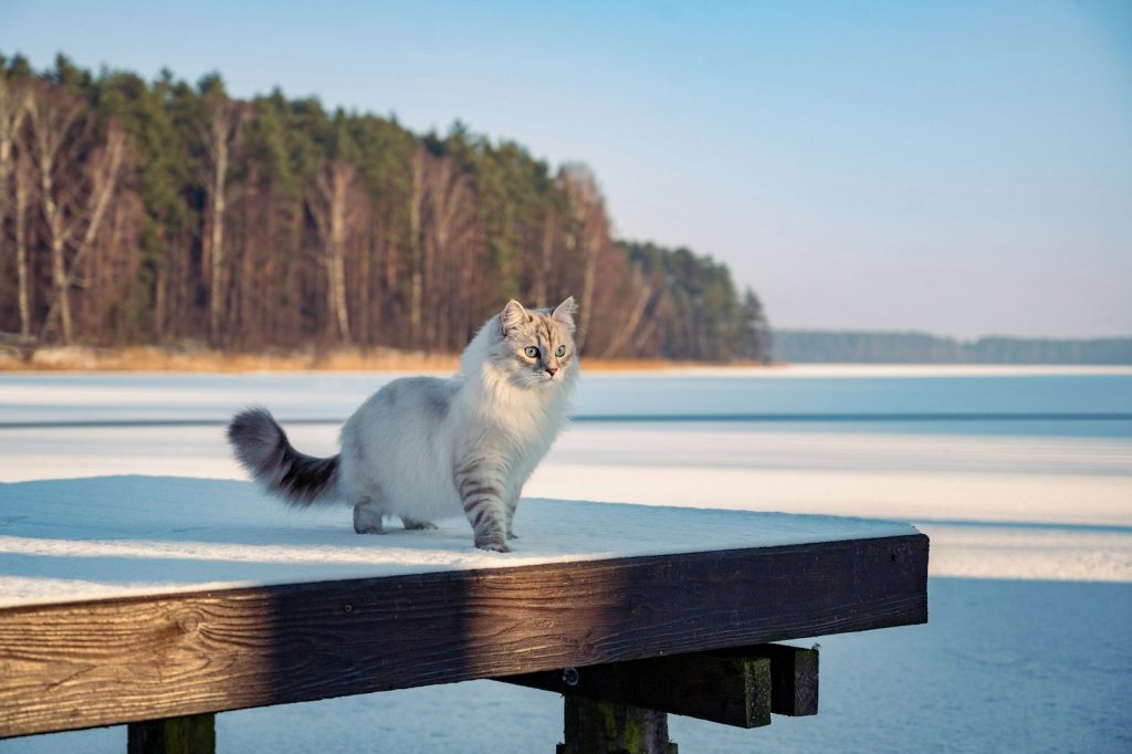 a white cat standing on a wooden dock