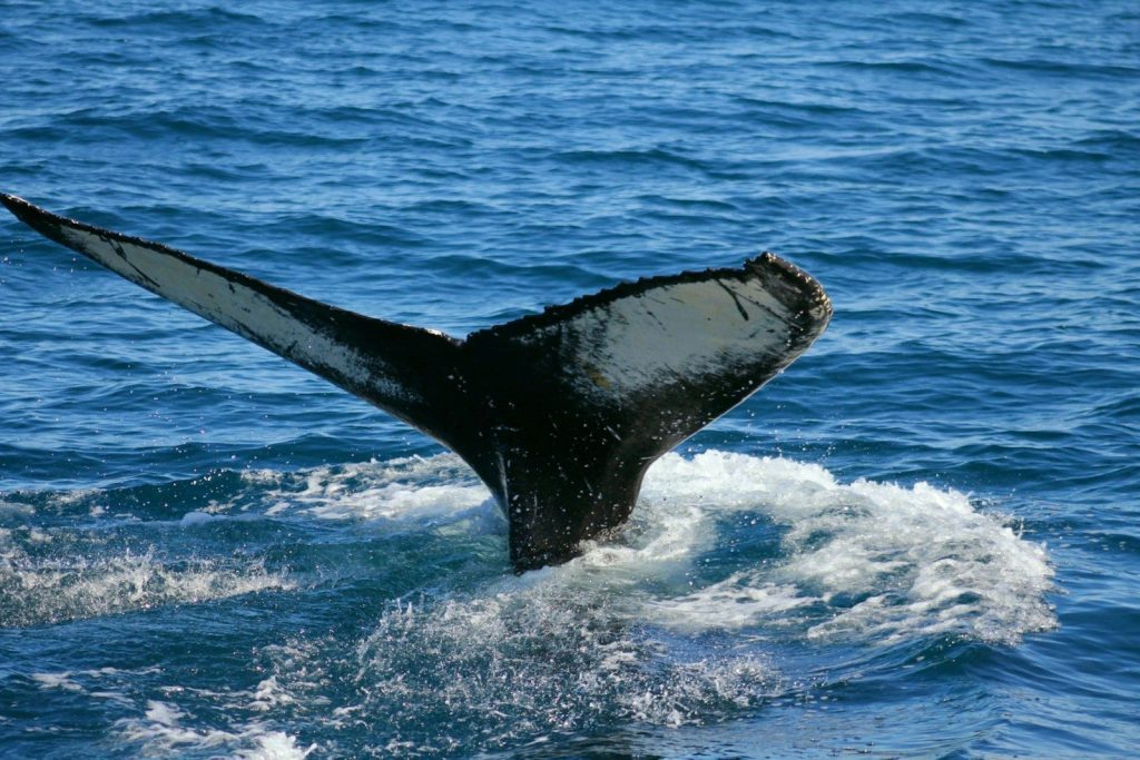 a whale tail flups out of the water