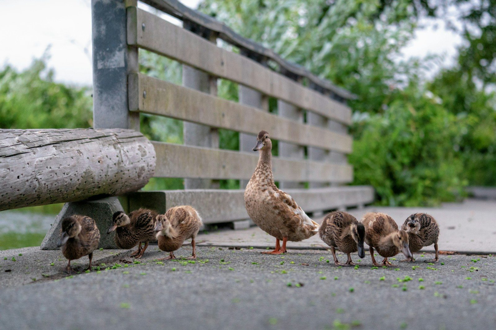 Everyone Thought The Cat Was Hunting The Ducklings — Then The Water Suddenly Exploded