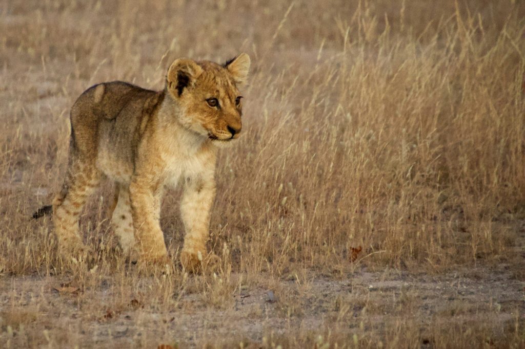 a lion in a field