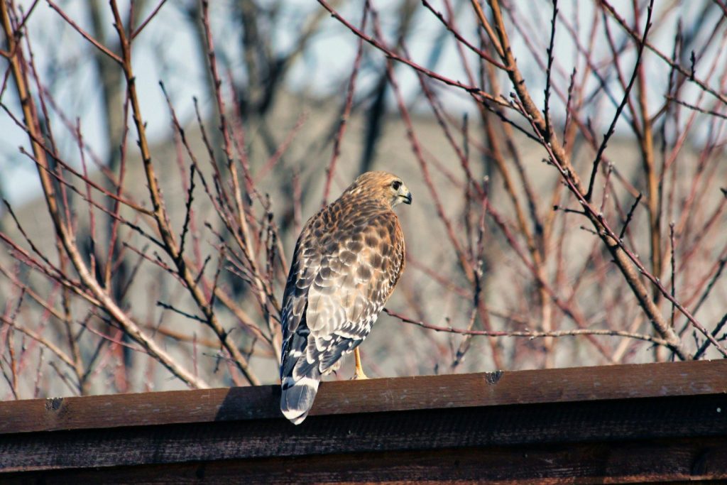 A bird is perched on top of a fence