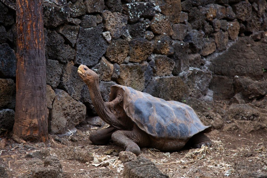 A giant tortoise sits near a rock wall.