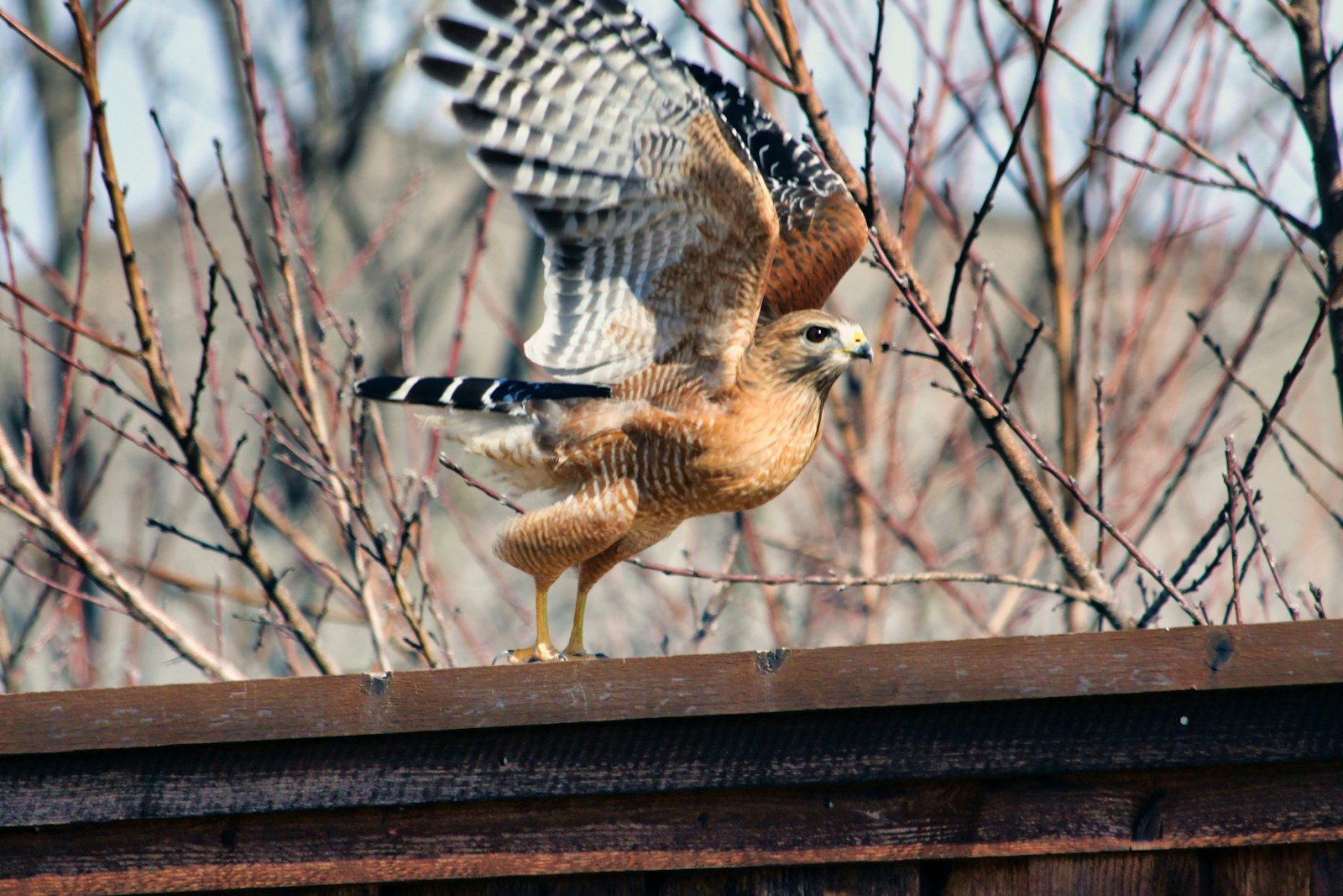 Rescued Hawk Carries Two Unexpected Passengers to Safety
