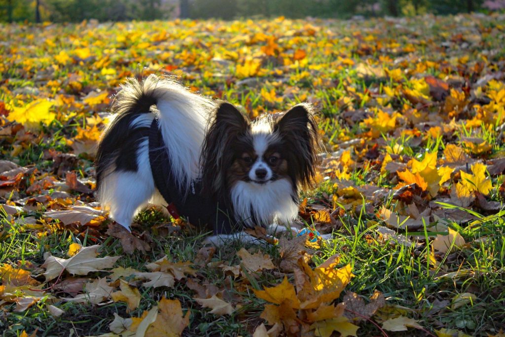 a small dog standing on top of a pile of leaves