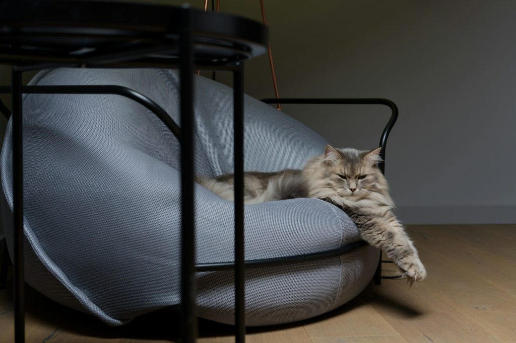a cat lying on a chair