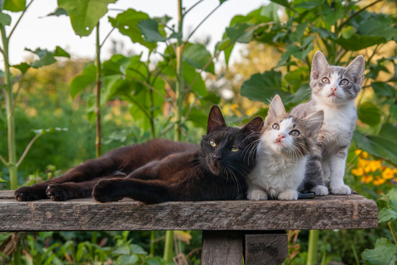 A group of cats sitting on top of a wooden bench