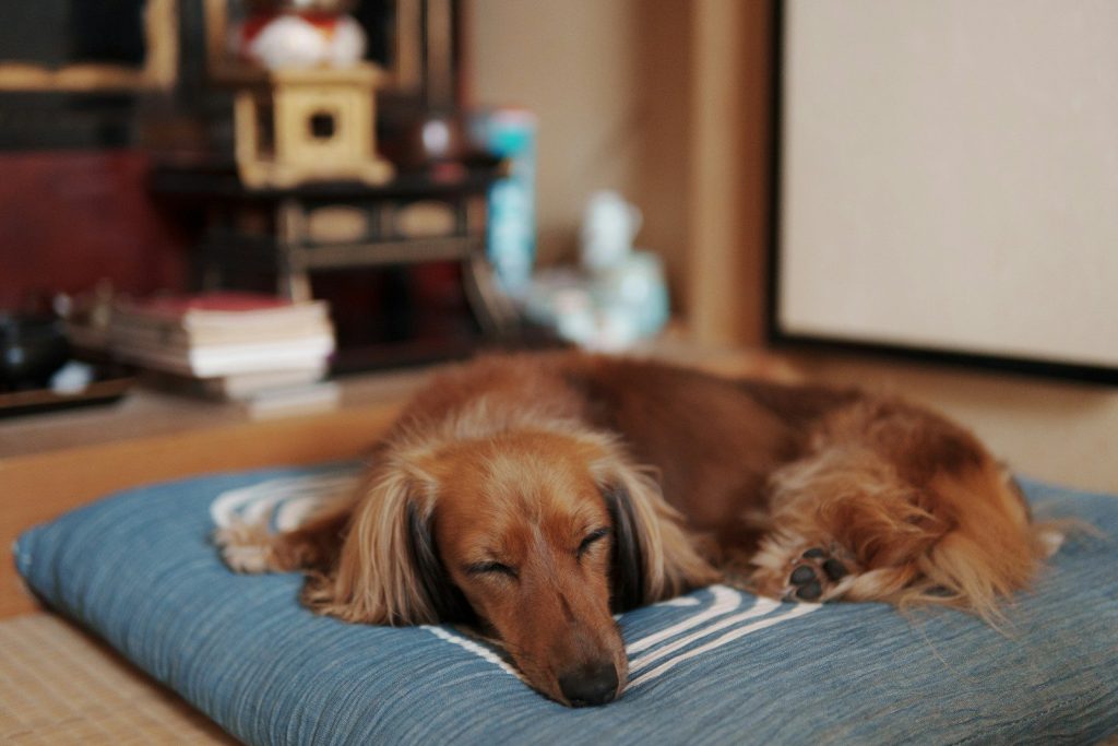 a dog sleeping on a bed