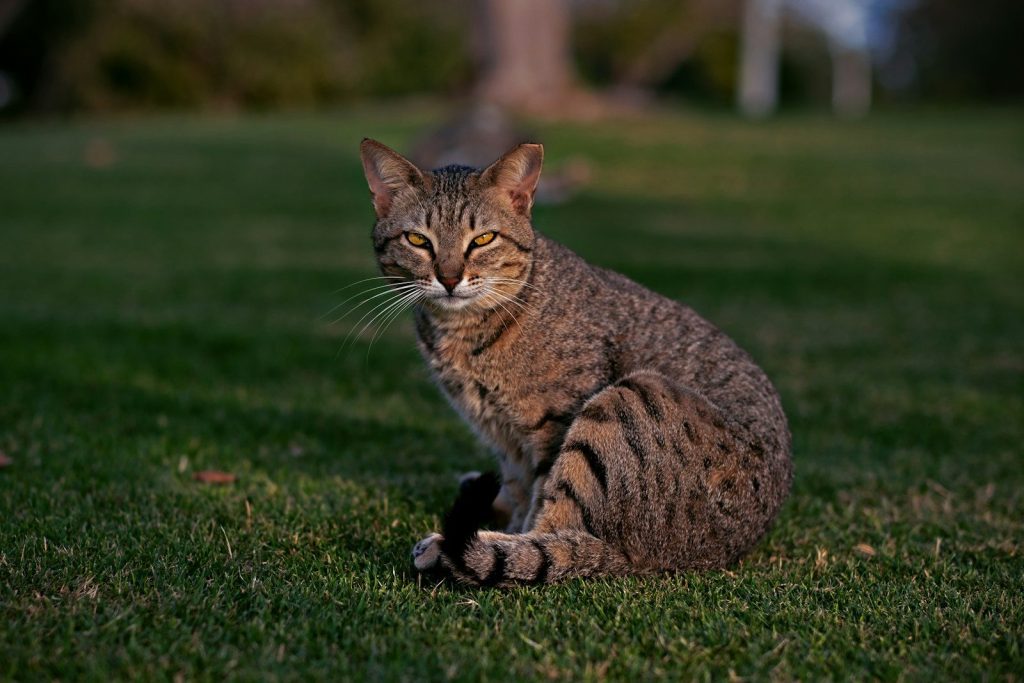 brown tabby cat walking on green grass during daytime