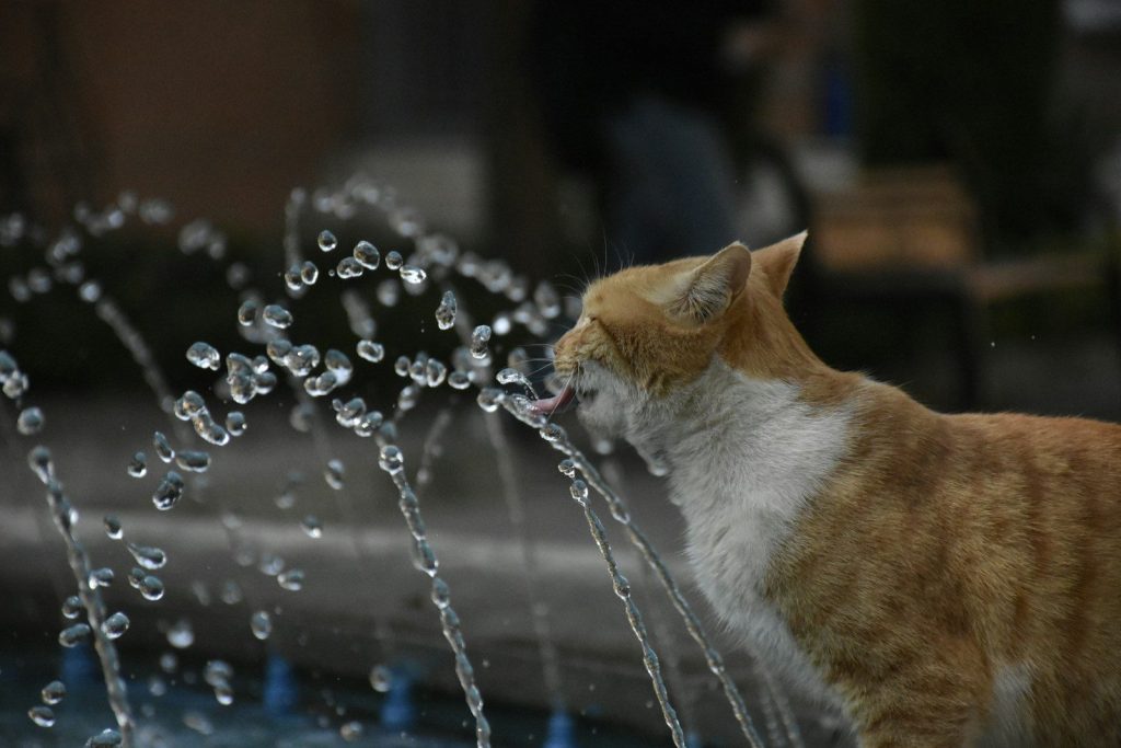 Ginger cat drinks from a splashing water fountain.