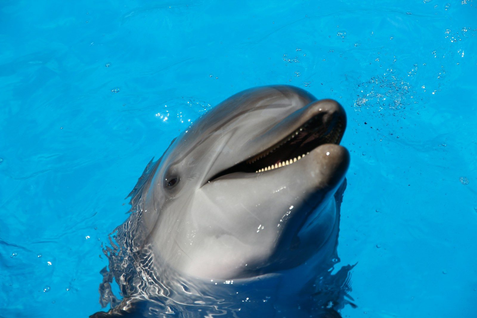 Stranded Baby Dolphin Thought It Was Alone Until One Stranger Changed Everything