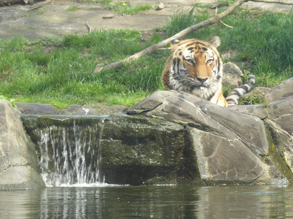 A tiger sitting on top of a rock next to a body of water