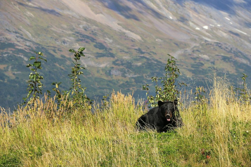 A black bear rests in tall grass with mountains behind.