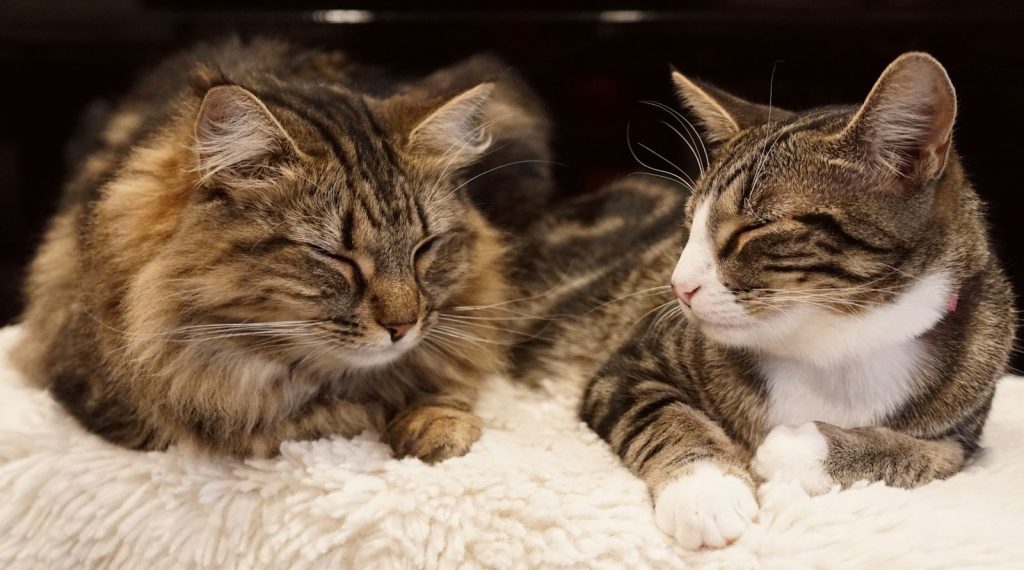 Two cats are relaxing peacefully together.