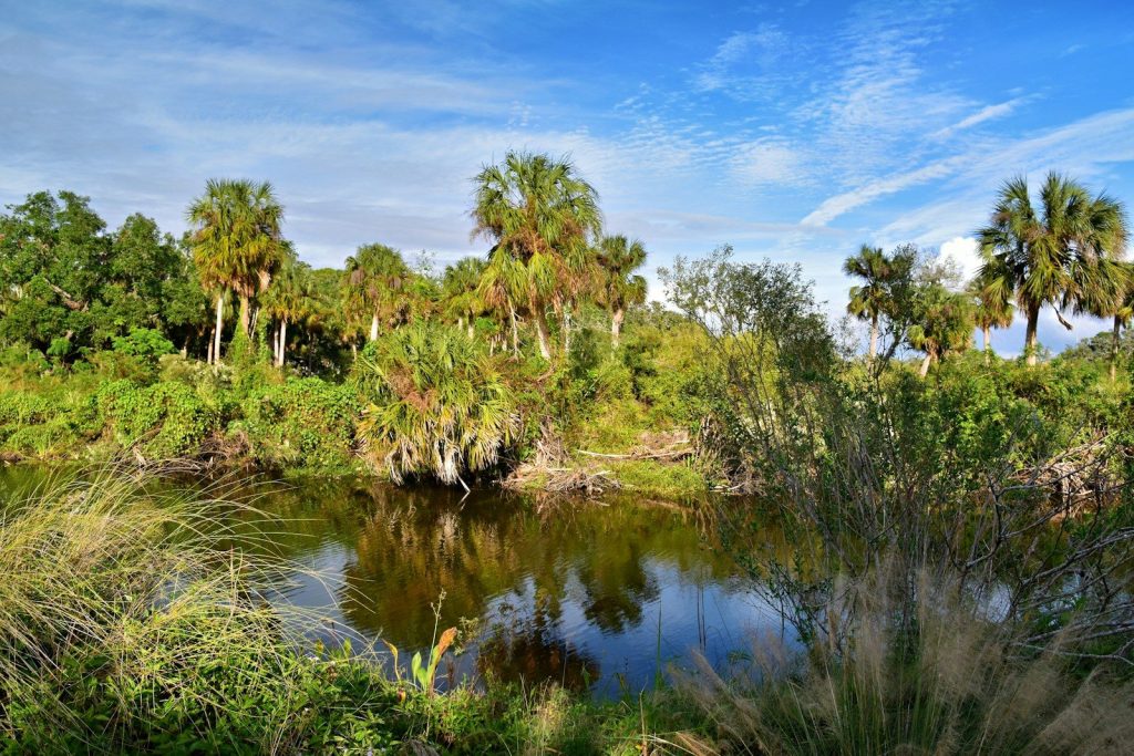 A pond surrounded by palm trees and a blue sky