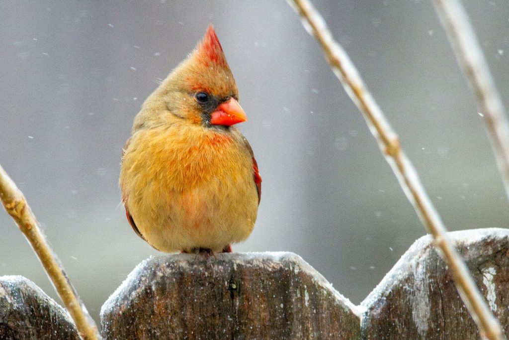 brown and orange bird on brown wooden stick