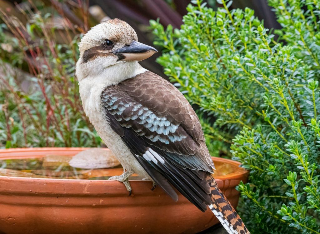 brown and white bird on brown pot