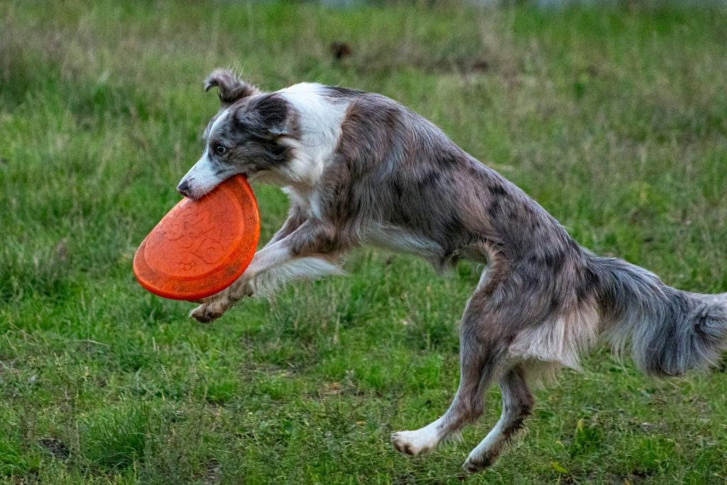 A dog catches an orange frisbee mid-air.