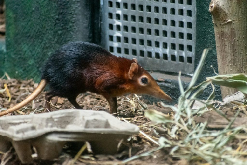 A long-snouted elephant shrew walks on natural ground.
