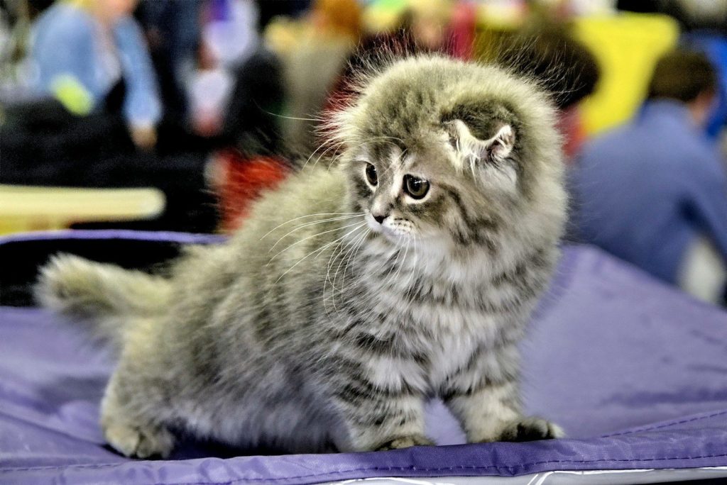 a small kitten sitting on top of a purple blanket