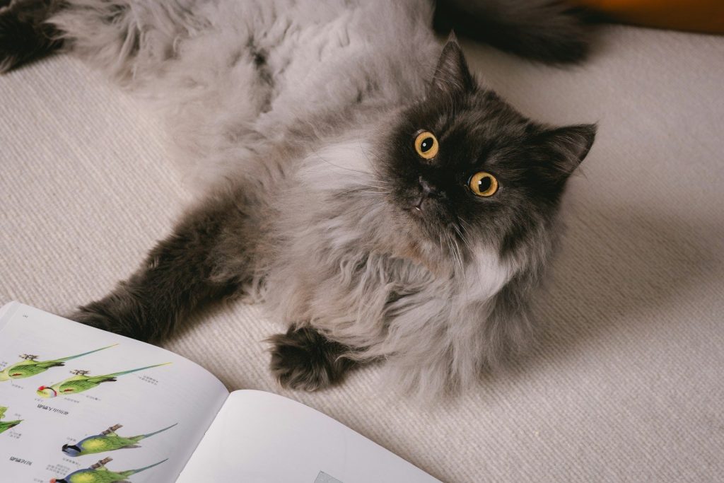A cat laying on the floor next to an open book