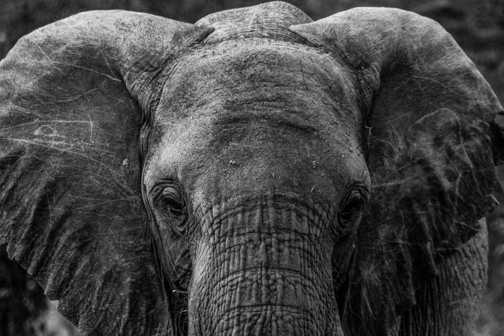 a black and white photo of an elephant