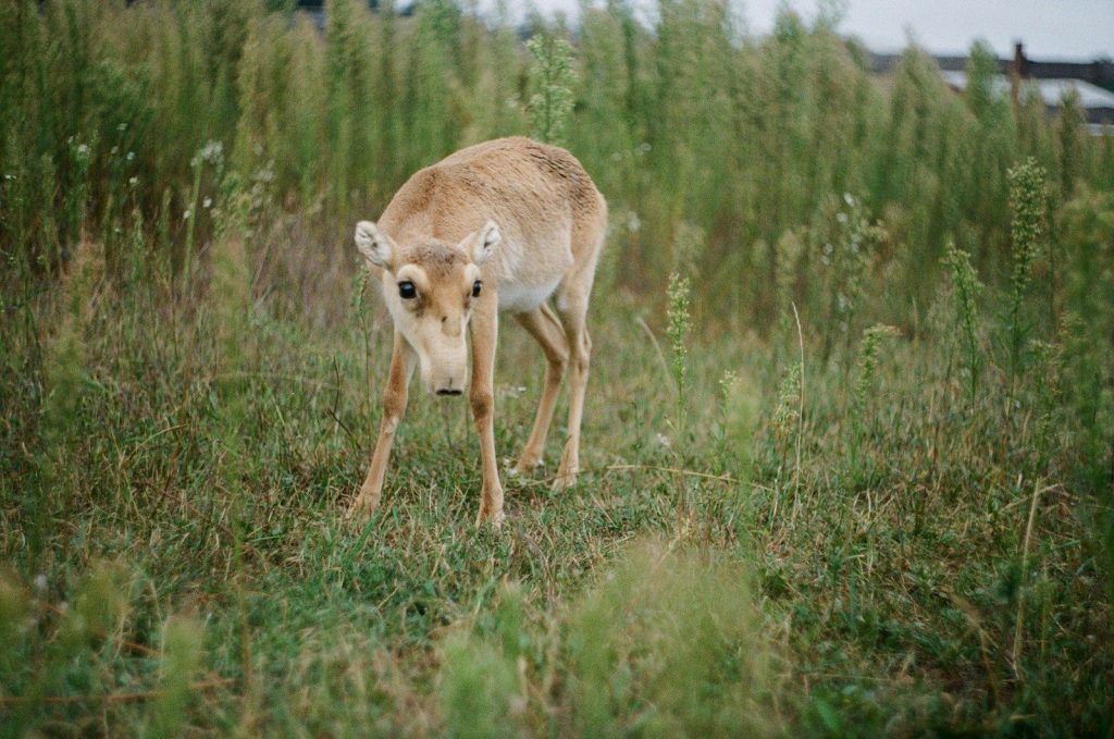 brown deer on green grass field during daytime