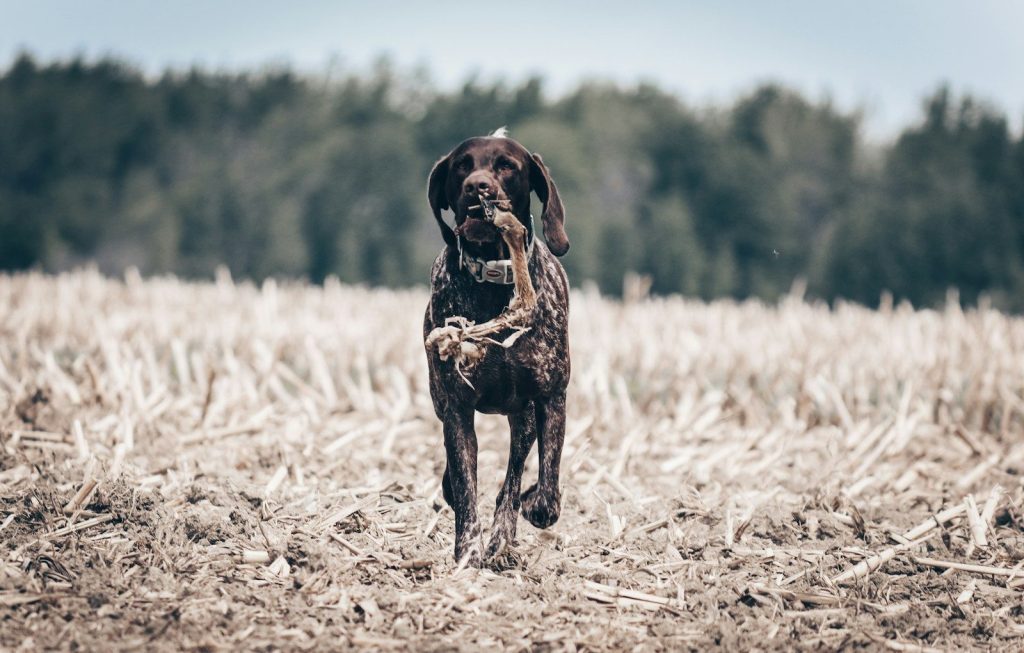 a dog with a bird in its mouth