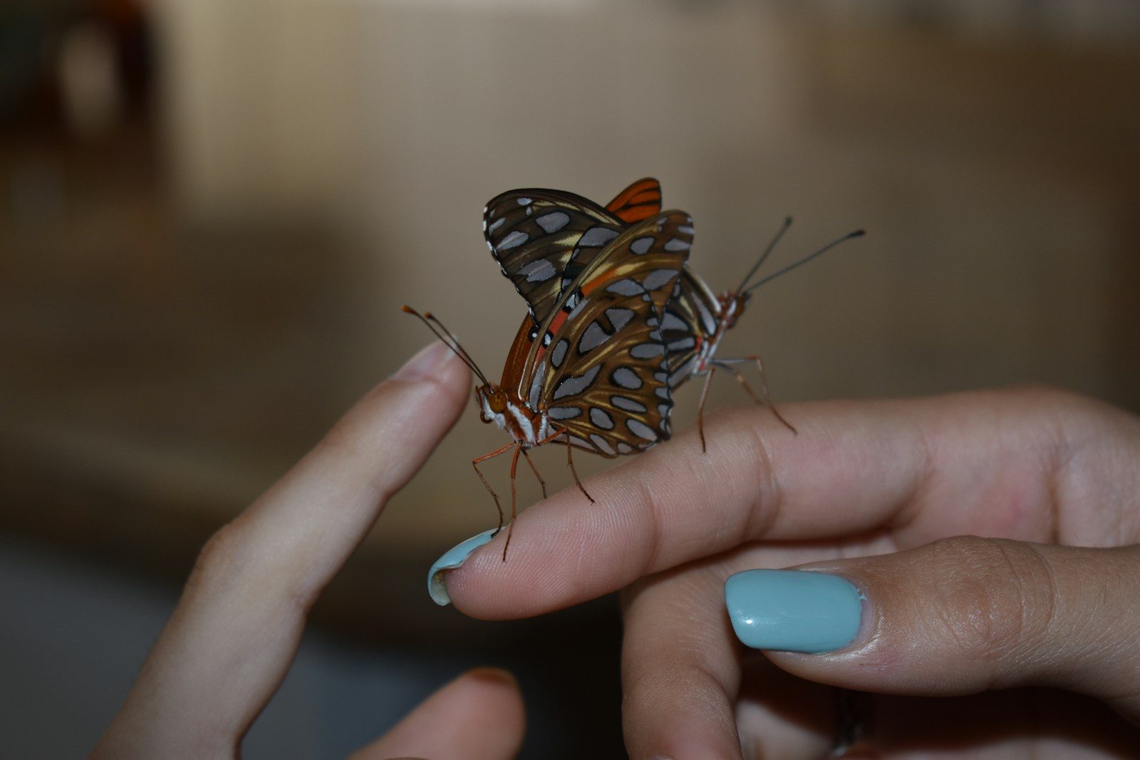 Two butterflies perched on a person's fingers
