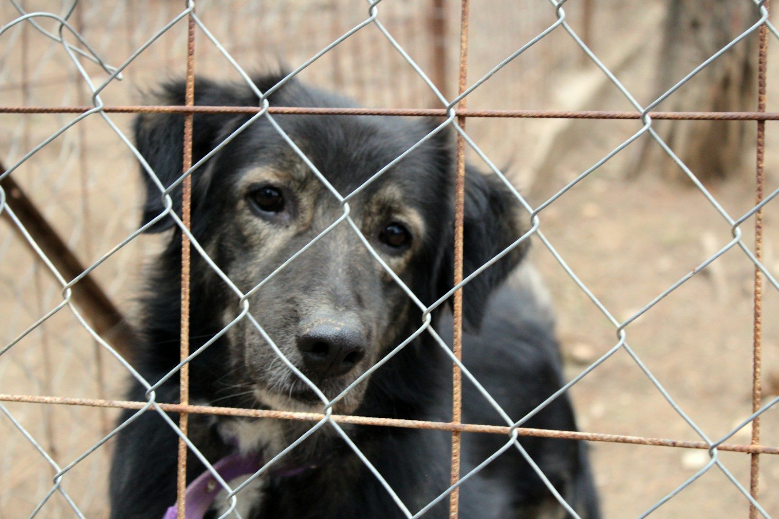 Mass Grave of More Than 117 Dogs Found at California ‘No-Kill’ Animal Shelter Under Investigation