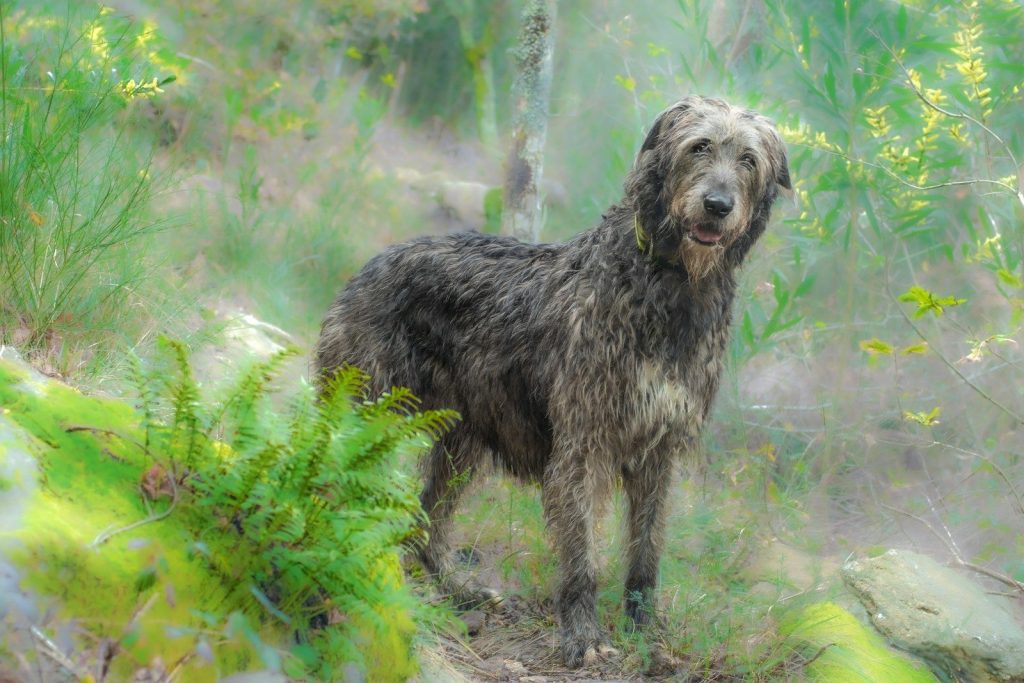 A shaggy irish wolfhound stands in a misty forest.