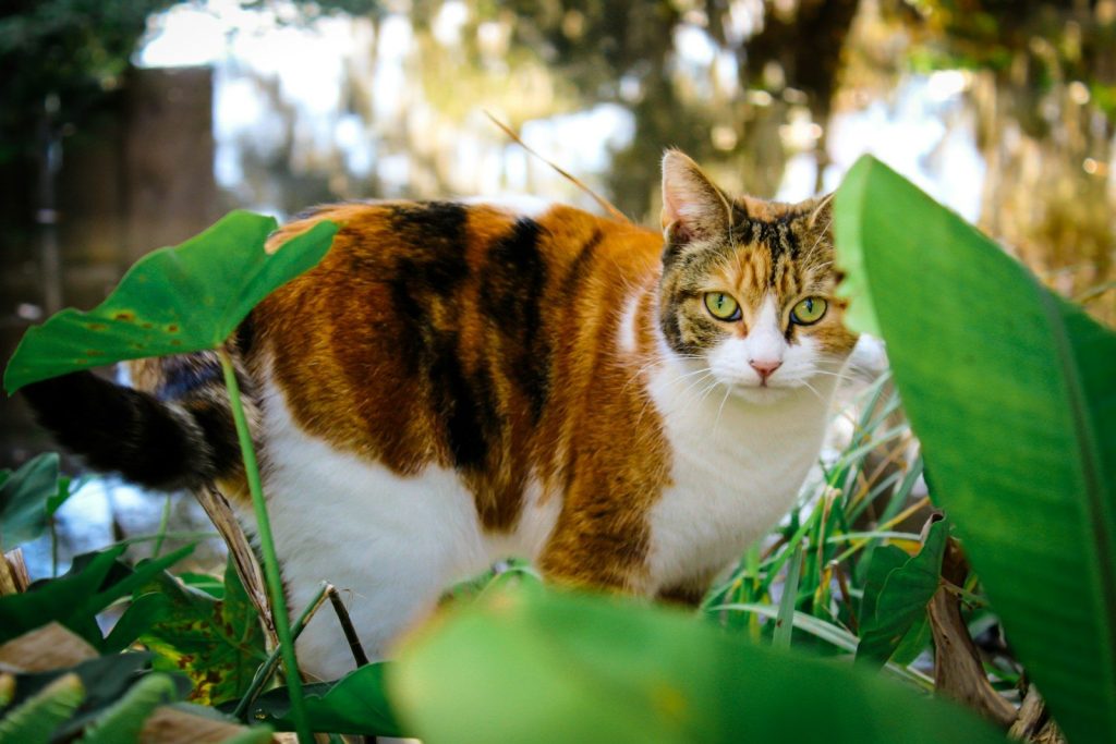 a cat that is standing in the grass