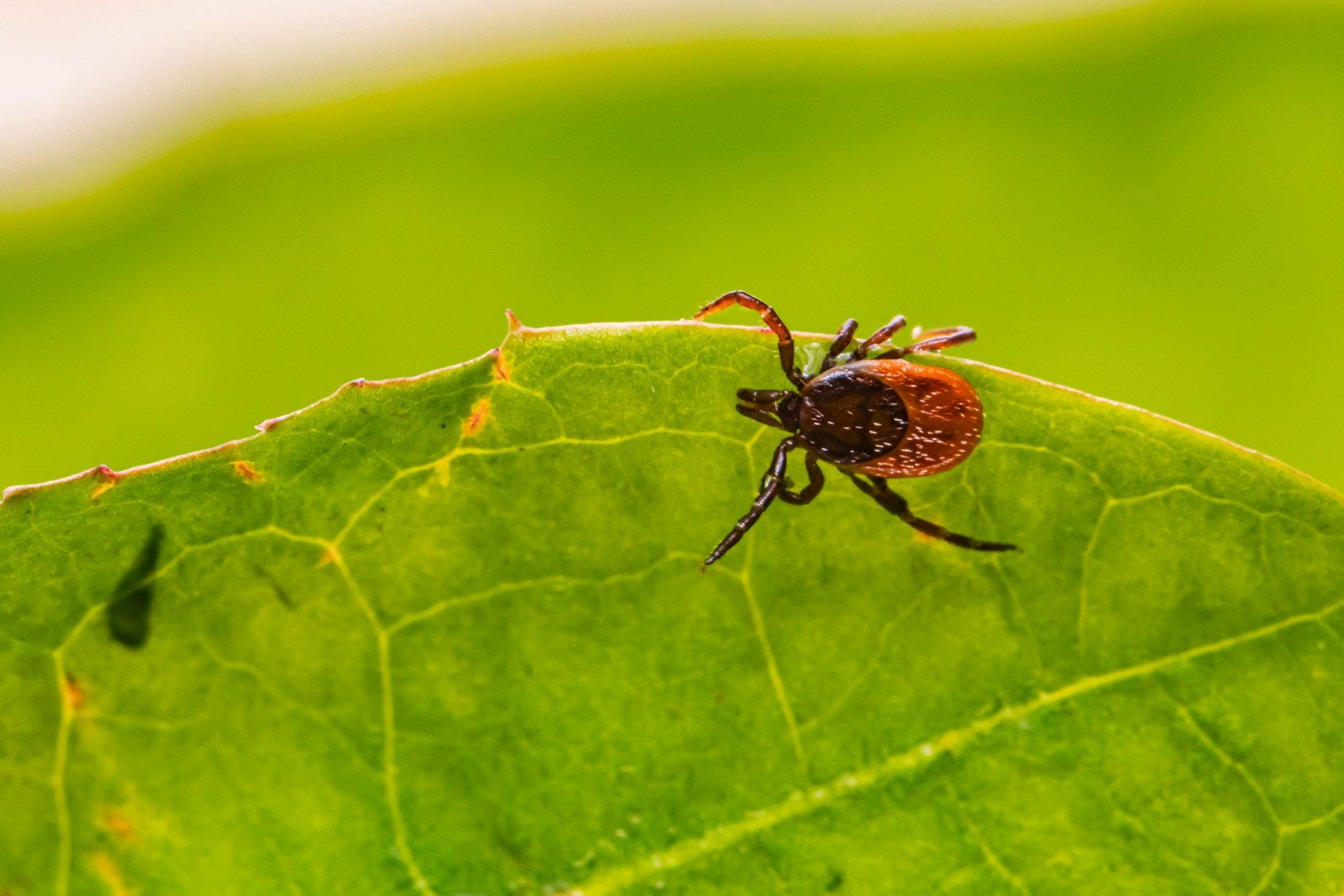 Tick Populations Are Rising This Summer: Here’s How to Protect Your Yard and Your Family