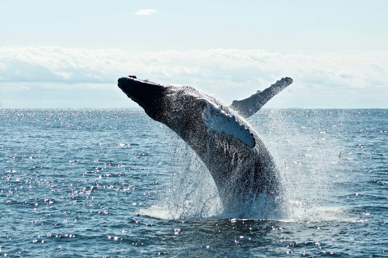 Study Finds Humpback Whales Pass Hunting Skills to Each Other Across Generations