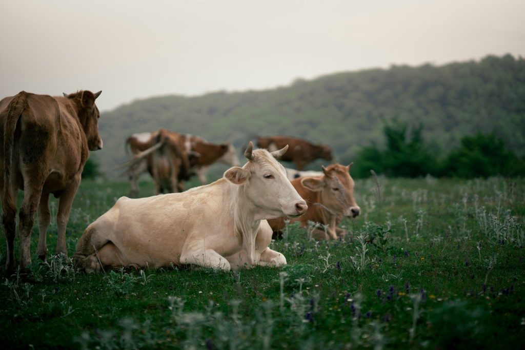 a herd of cattle standing and laying on a lush green field