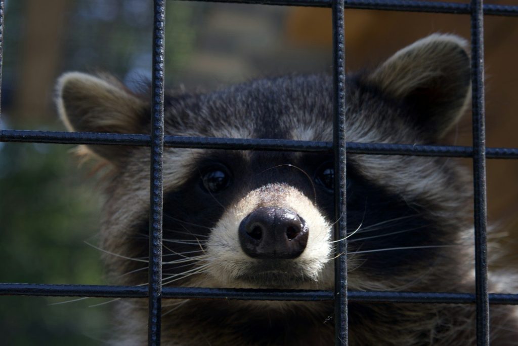 A raccoon peers through the metal bars.