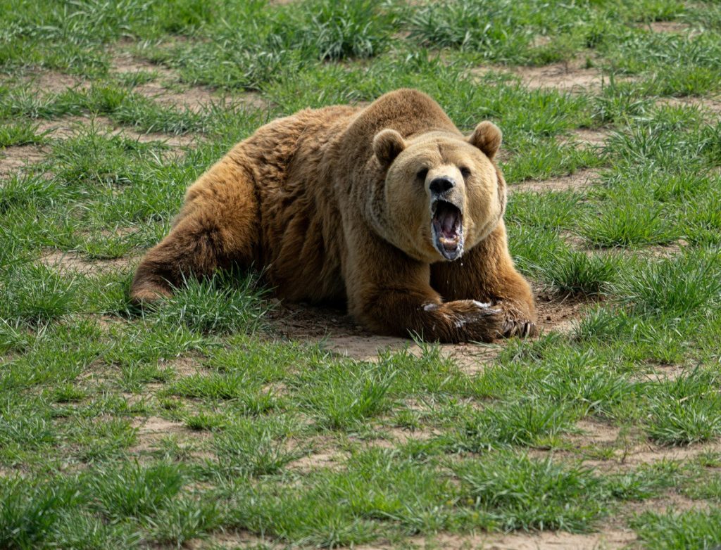 brown bear on green grass field during daytime