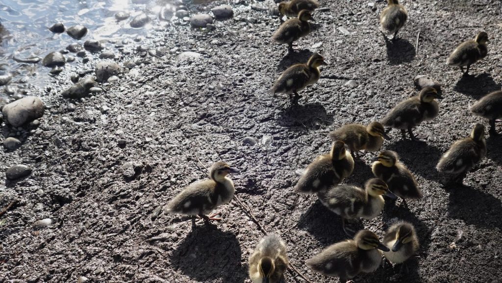 A group of ducklings walking on a rocky shore.