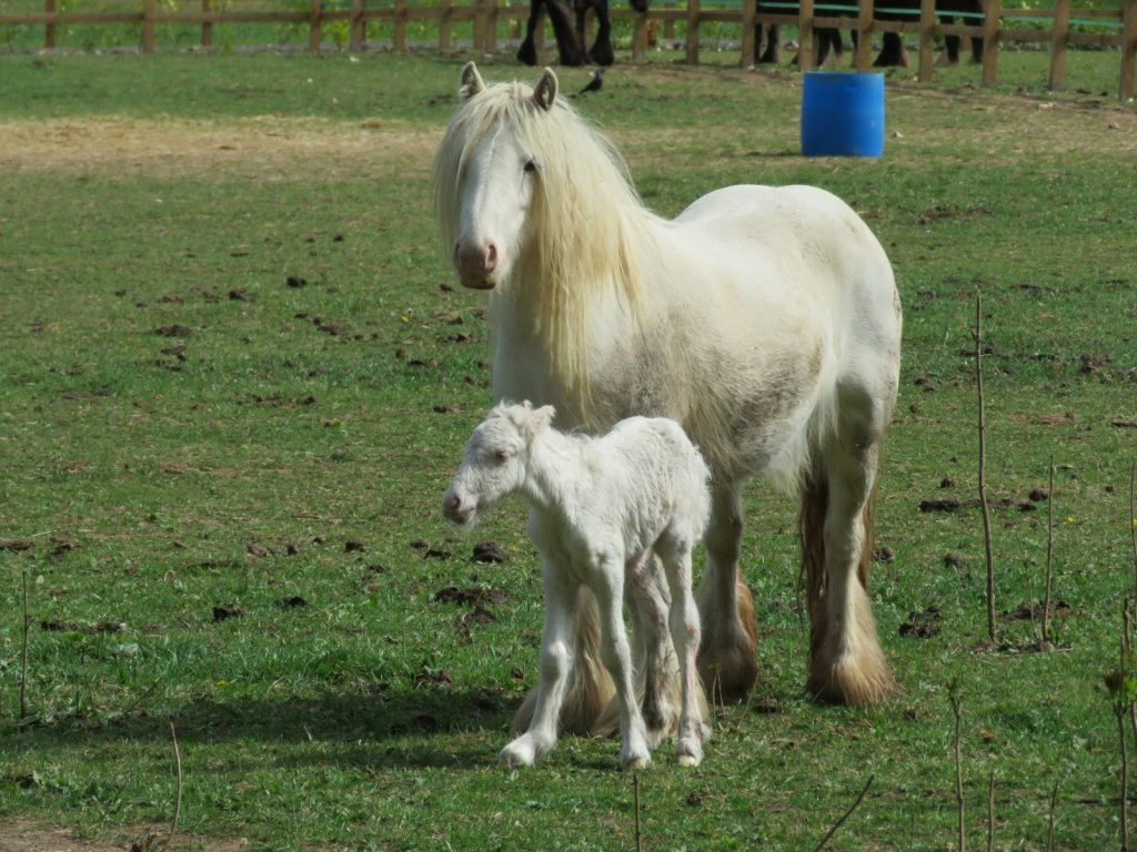 White horse and foal standing in a green field.