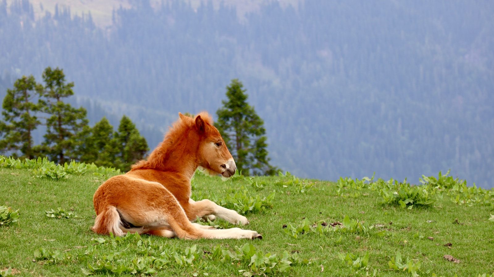 A brown horse laying on top of a lush green hillside