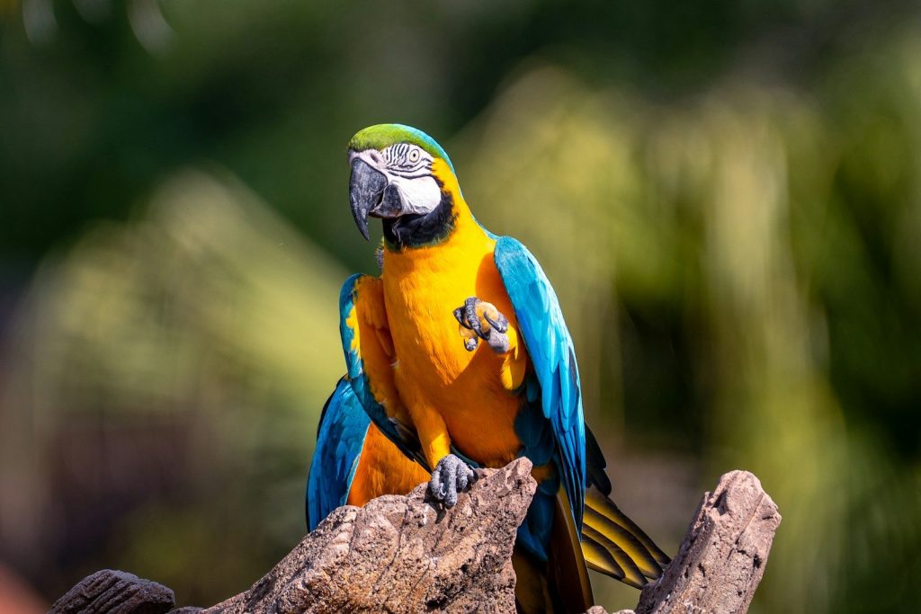 A colorful macaw parrot perched on a branch.