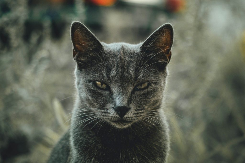shallow focus photography of gray cat